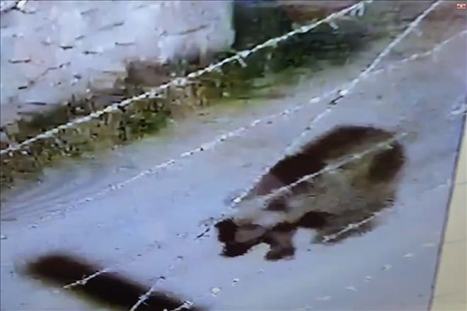 BELDE MERKEZİNE İNEN AYI GÜVENLİK KAMERASINDA