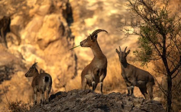 Yaban keçisi sayısı 3 bine ulaştı (Video)