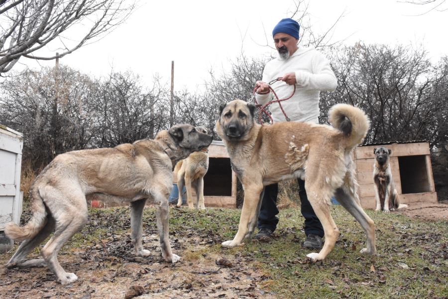 'Kangal köpeği sürüyü ölümüne korur'