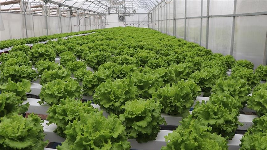 Otomasyonla tarım lisesinde marul yetiştirdiler