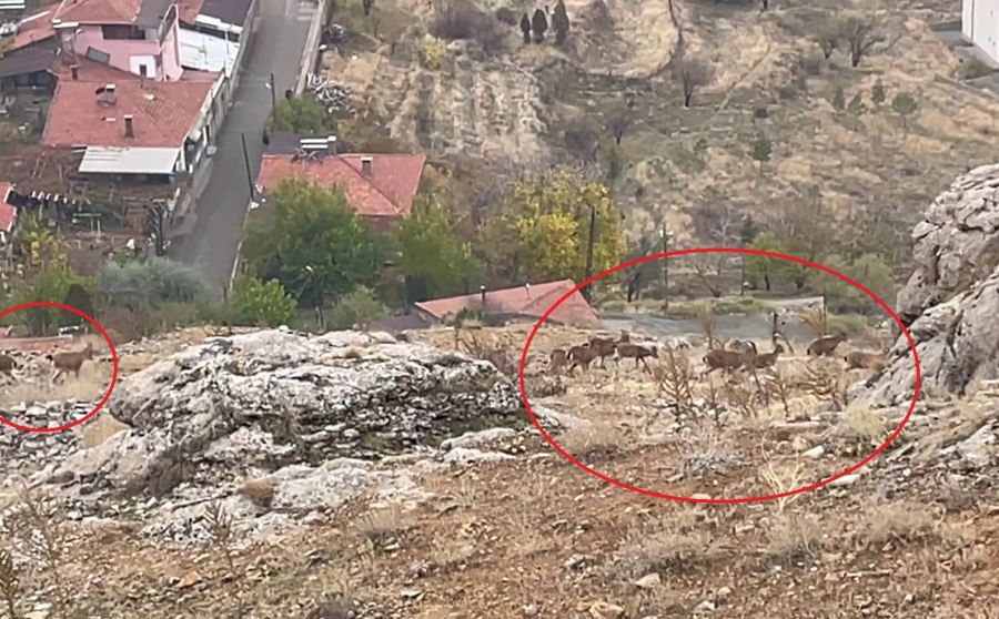 Divriği’de dağ keçisi sürüsü görüntülendi