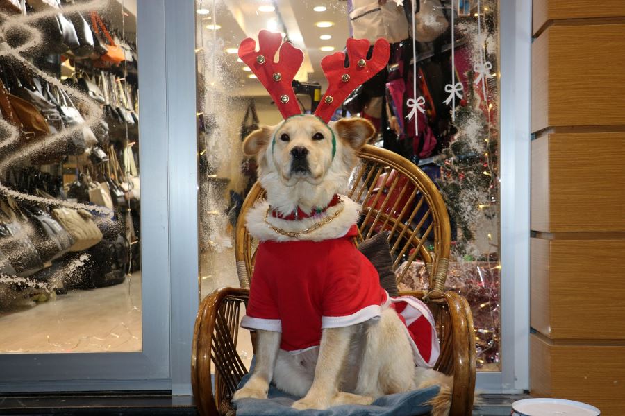 Sokak hayvanlarının karnını doyuruyor