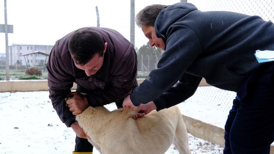 Kangal köpekleri çiplendi (Video)
