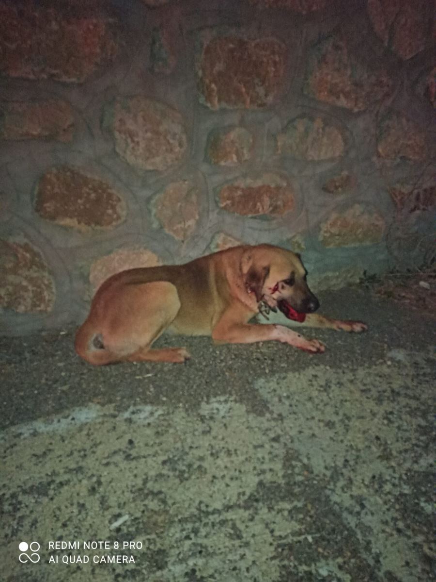 Ölüme terk edilen köpeği SUKUT kurtardı (Video)