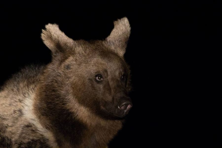 Ayılar kış uykusuna yatmadı