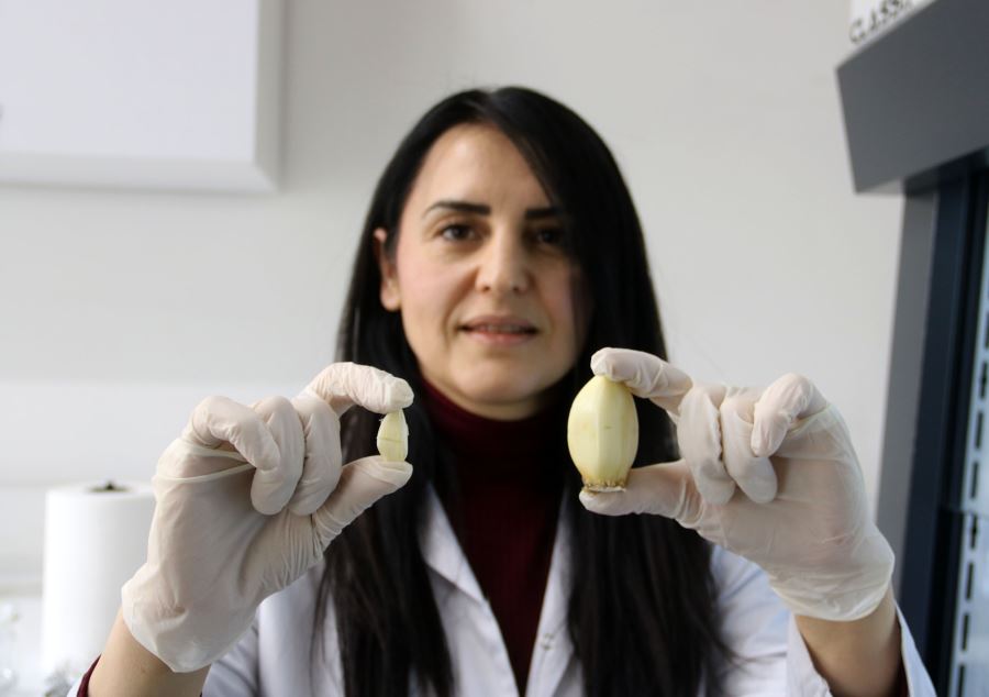 SBTÜ dev sarımsağı çoğalttı