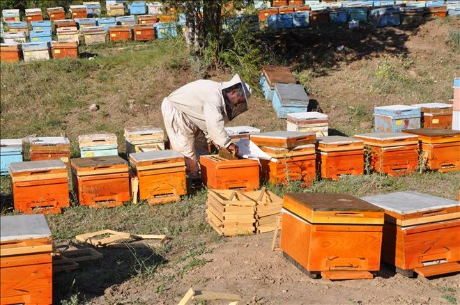 ÇAT YAYLASI´NDA BAL ÜRETİMİ HIZ KAZANDI