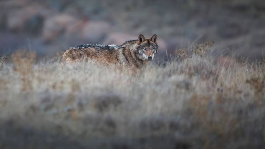 Kurdu yakından görüntüledi