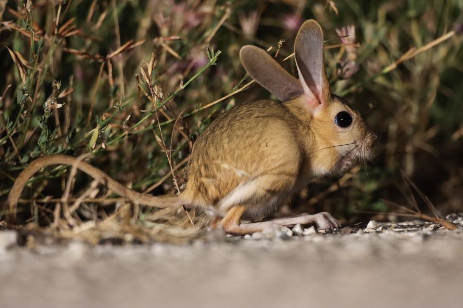 Arap tavşanı görüntüledi