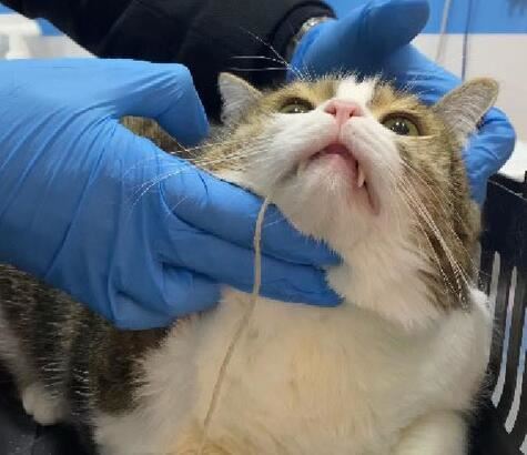 Kedinin midesinden örgü ipi çıkarıldı