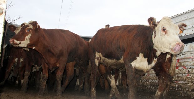 GENÇ ÇİFTÇİ PROJESİ