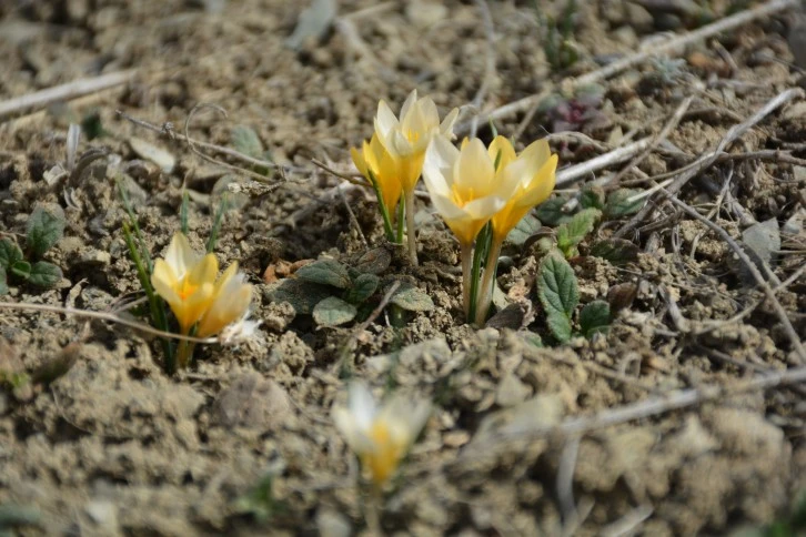 Bozkır Renklendi