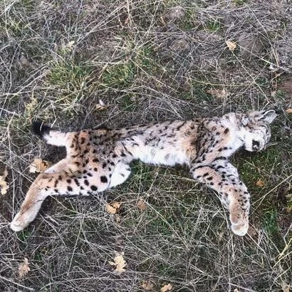 Vaşak Ölü Bulundu