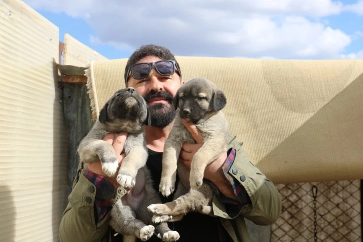 Anadolu Aslanları Gözlerini Açtı