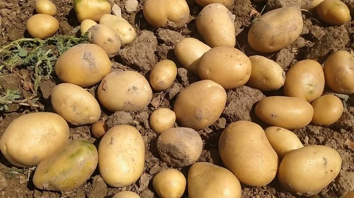 Şeker Pancarı ve Patates Ekim Yasakları Sürüyor