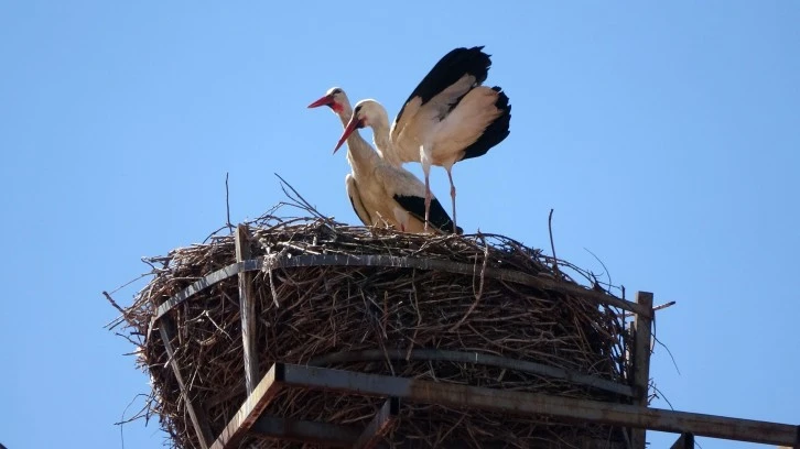 40 Yıllık Buluşma