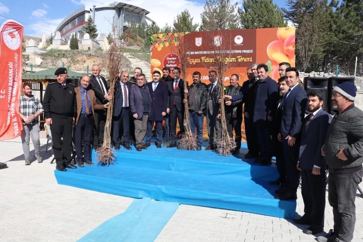 Çiftçiye 50 Bin Kayısı Fidanı