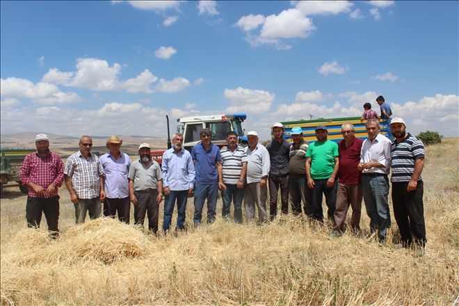 ÇİFTÇİLER BUĞDAY REKOLTESİNDEN UMUTLU