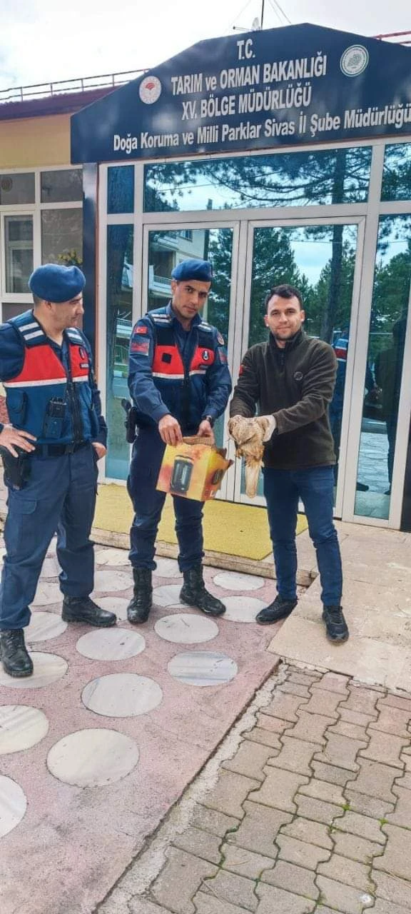 Yaralı Şahin Tedaviye Alındı