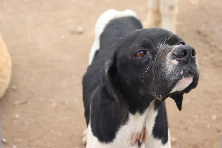 Depremzede Köpekler Rehabilite Ediliyor
