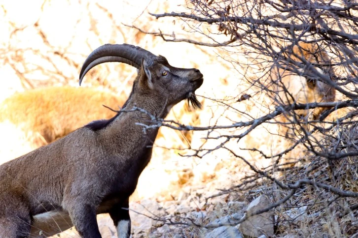 Yaban Keçilerini Görüntüledi