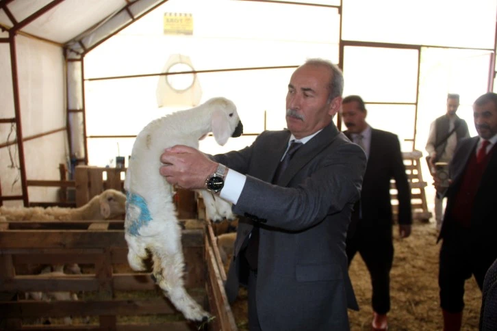 Koyunlar Burs Olacak