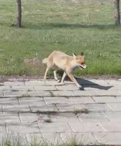Kampüste Tilki Var