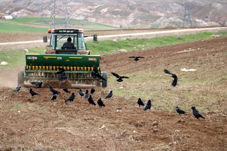 Kargalar Ekilen Tarlalara Akın Etti