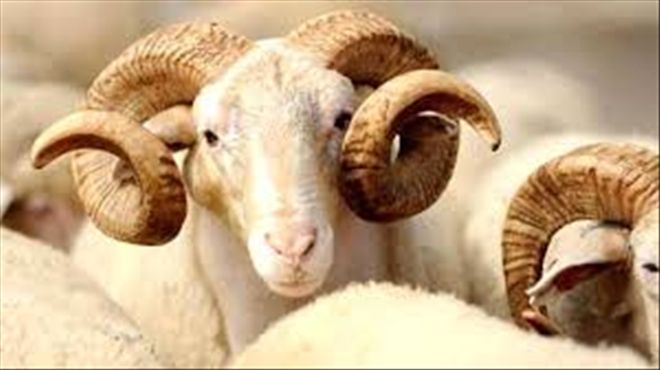 HAYAT AĞACI KURBAN BAĞIŞI KABUL EDECEK