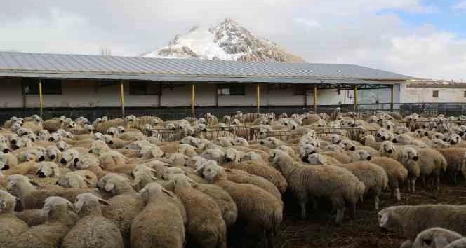 Küçükbaş Hayvan Sayısı 1 Milyon