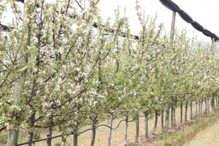 12 Milyon Ağaç Çiçek Açtı