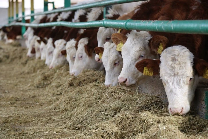 Sivas'ta Büyükbaş Sayısı Azaldı