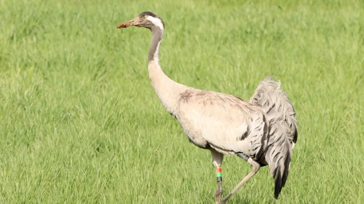 6 Yıl Önce Hafik'te Görülmüştü