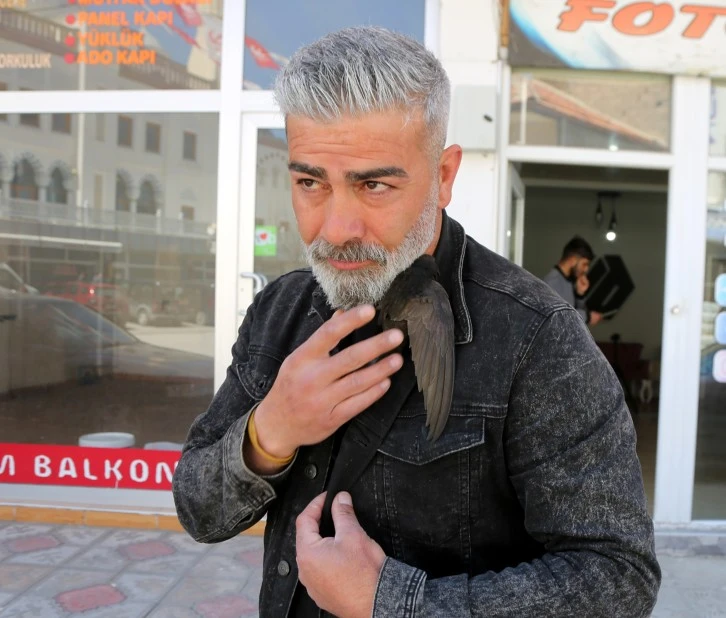 Yaralı Ebabil Kuşu Doğaya Kazandırılacak