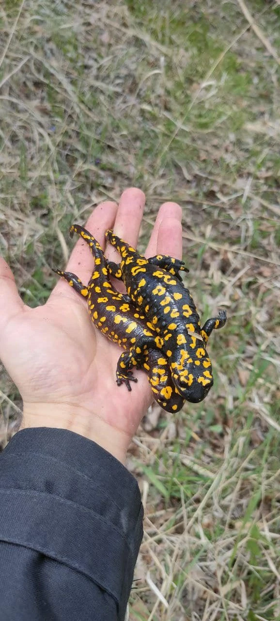 Semender Görüntülendi