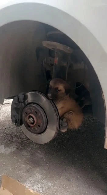 Yaramaz Köpek Kurtarıldı