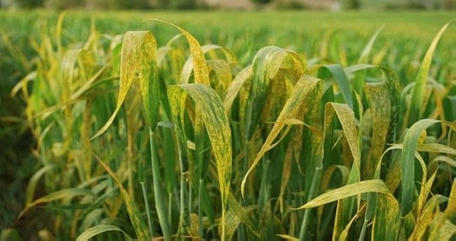 Pas Hastalığına Dikkat