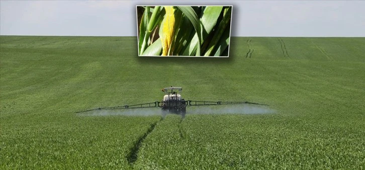 Sarı Pas Hastalığına Dikkat