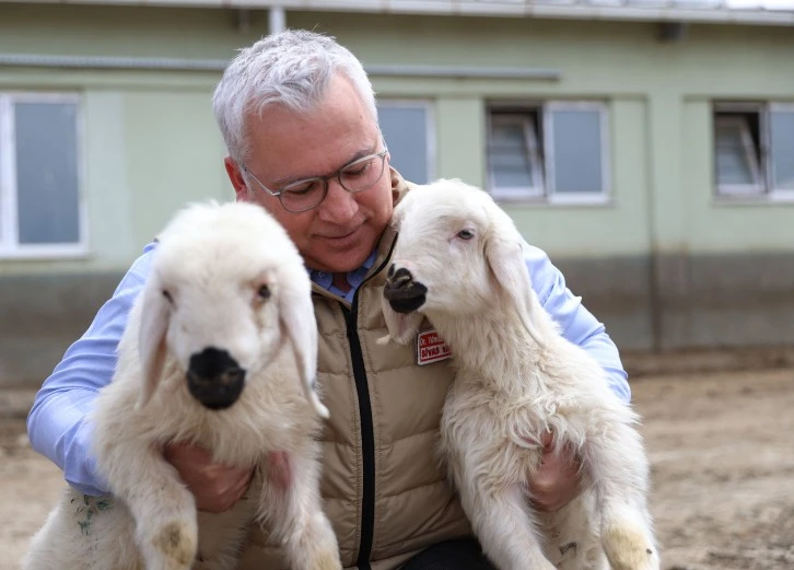 Kuzular Anneleriyle Buluştu