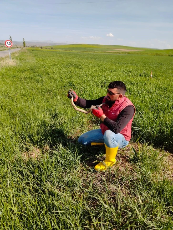 Yılanla Tehlikeli Oyun