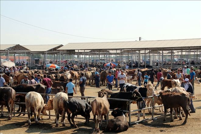 KURBANLIK HAYVAN KONUSUNDA SIKINTI YOK