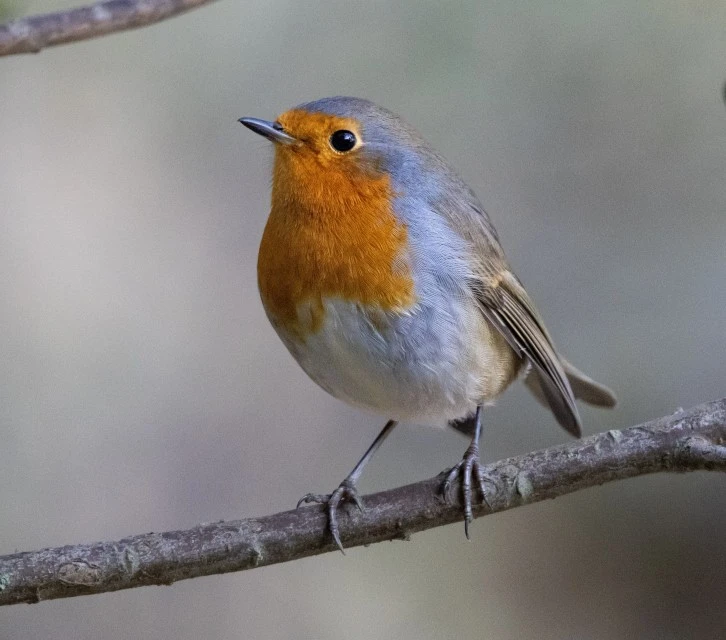 500 Türden 350'sini Görüntülemeyi Başardı