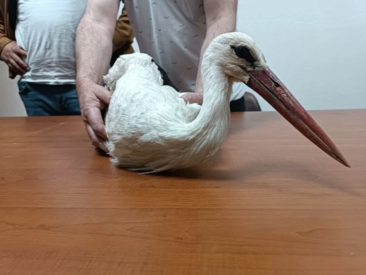 Yaralı Leylek Tedaviye Alındı