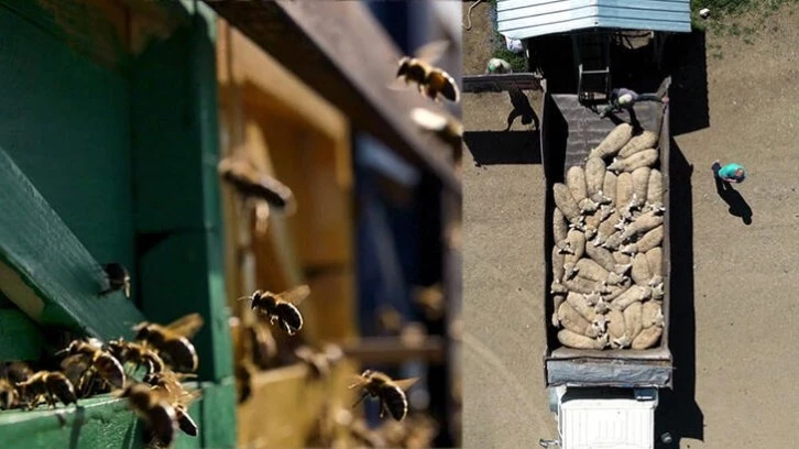 Depremzedelere Ücretsiz Hayvan Desteği