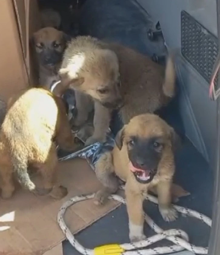 Yavru Köpekler Kurtarıldı