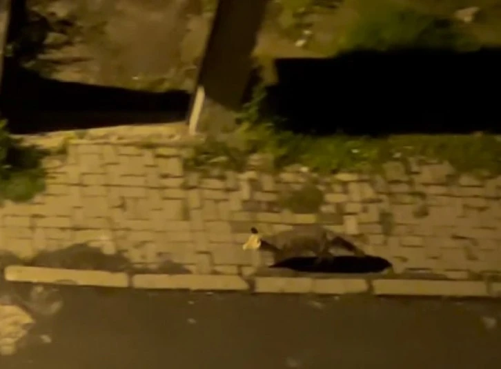 Aç Kalan Tilki Şehre İndi