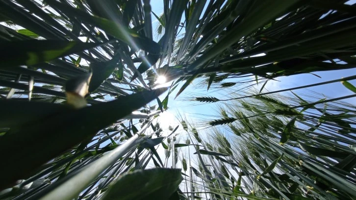 Hasat Öncesi Rekolte Beklentisi