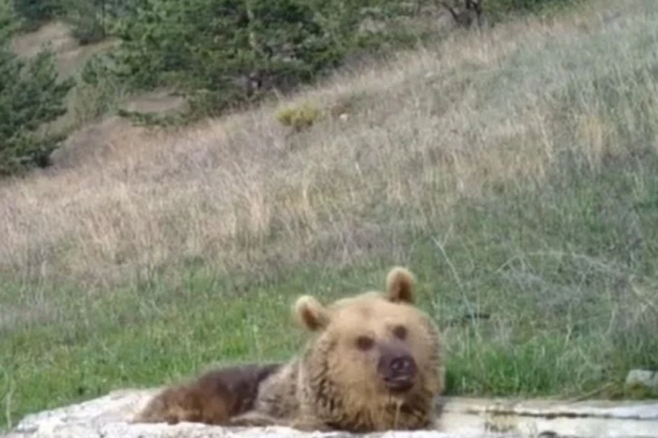 Sabah Keyfi Yapan Ayı Fotokapana Yakalandı