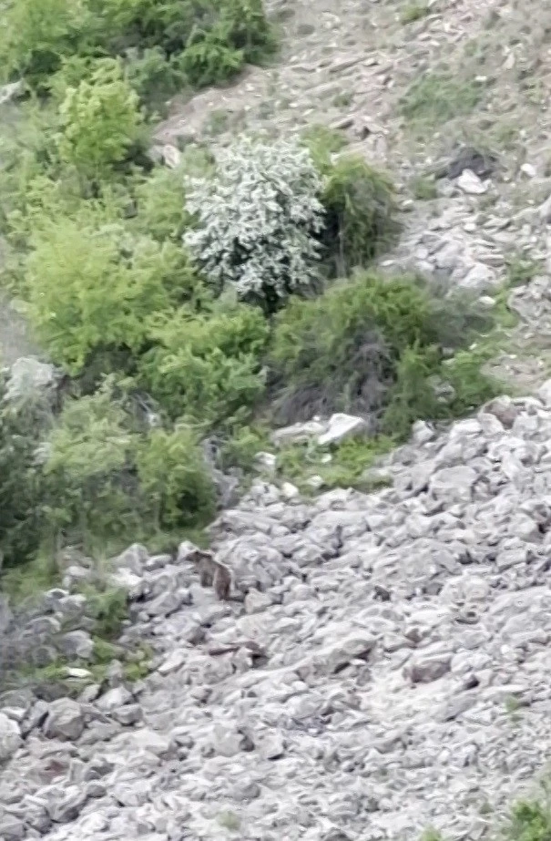 İmranlı'da Ayı ve Yavrusu Görüntülendi