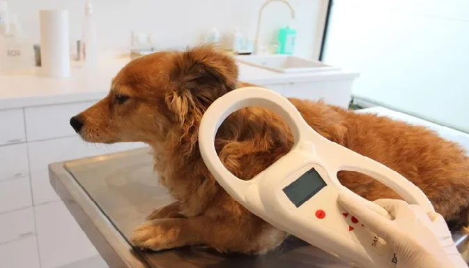 Kayıp Köpek Çipinden Bulundu